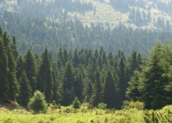 Φλώρινα: Σώοι εντοπίστηκαν δύο νεαροί αναβάτες που χάθηκαν στο δάσος