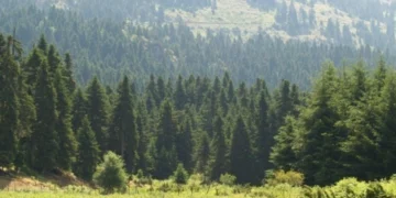 Φλώρινα: Σώοι εντοπίστηκαν δύο νεαροί αναβάτες που χάθηκαν στο δάσος