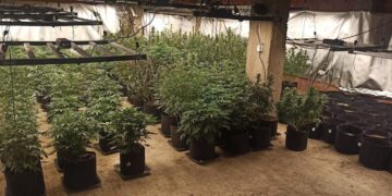 Θεσσαλονίκη: Νεαροί καλλιεργούσαν …δασάκι κάνναβης σε υπόγειο! – Τους “μύρισε” η Roxy