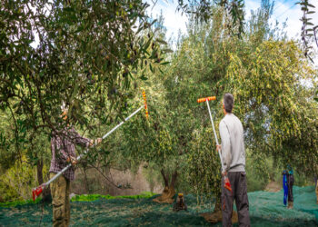 Από τη Φλώρινα στο Ηράκλειο για το μάζεμα της ελιάς – Τι λένε οι άνεργοι από τη Δ. Μακεδονία που μεταβαίνουν στην Κρήτη