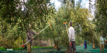 Από τη Φλώρινα στο Ηράκλειο για το μάζεμα της ελιάς – Τι λένε οι άνεργοι από τη Δ. Μακεδονία που μεταβαίνουν στην Κρήτη