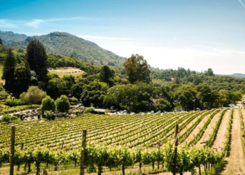 Ενημέρωση από τη Διεύθυνση Αγροτικής Οικονομίας Π.Ε. Κοζάνης προς τους αμπελουργούς της περιοχής