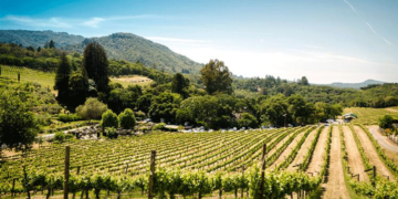 Ενημέρωση από τη Διεύθυνση Αγροτικής Οικονομίας Π.Ε. Κοζάνης προς τους αμπελουργούς της περιοχής