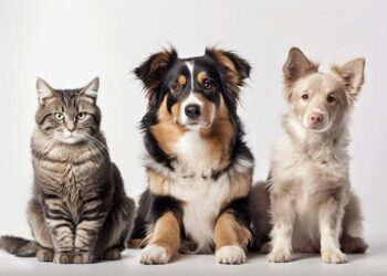 Εορδαία: Δωρεάν εμφύτευση microchip, στείρωση και εμβολιασμό σε δεσποζόμενα ζώα ευπαθών ομάδων από το Δήμο