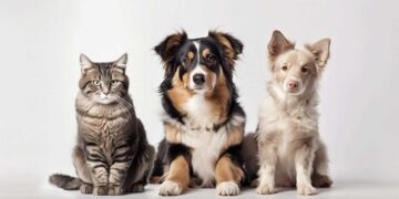 Εορδαία: Δωρεάν εμφύτευση microchip, στείρωση και εμβολιασμό σε δεσποζόμενα ζώα ευπαθών ομάδων από το Δήμο