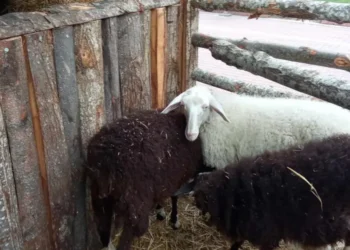 Φάτνες με αληθινά ζώα και πάλι στον Βόλο -Εισαγγελική παρέμβαση θα ζητήσουν οι κτηνίατροι