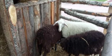 Φάτνες με αληθινά ζώα και πάλι στον Βόλο -Εισαγγελική παρέμβαση θα ζητήσουν οι κτηνίατροι