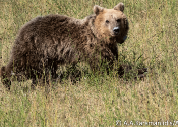 Η Γλύκα, το αρκουδάκι που χτυπήθηκε στη Νεάπολη Κοζάνης, επέστρεψε στη φύση - Δείτε φωτογραφίες και βίντεο από την επιχείρηση