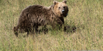 Η Γλύκα, το αρκουδάκι που χτυπήθηκε στη Νεάπολη Κοζάνης, επέστρεψε στη φύση - Δείτε φωτογραφίες και βίντεο από την επιχείρηση
