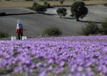 Ο καιρός «γκρίζαρε» το μωβ των κροκοχώραφων- Μειωμένη και η φετινή παραγωγή