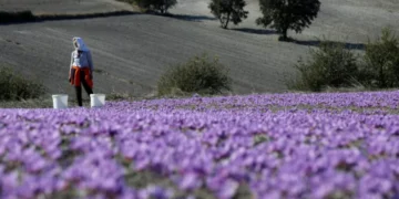 Ο καιρός «γκρίζαρε» το μωβ των κροκοχώραφων- Μειωμένη και η φετινή παραγωγή