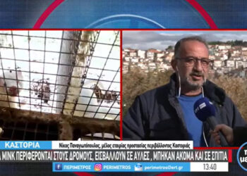 Καστοριά: Αυξημένες φέτος οι εμφανίσεις μινκ στην περιοχή της λίμνης