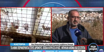Καστοριά: Αυξημένες φέτος οι εμφανίσεις μινκ στην περιοχή της λίμνης