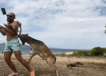 Τουρίστας στην Αίγινα πήγε να βγάλει selfie με ελάφι και κατέληξε με σπασμένα πλευρά – Δείτε βίντεο