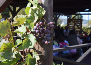 ‘Έρχεται το Φεστιβάλ Ξινόμαυρου «Αμύνταιο – Η Γη του Ξινόμαυρου»