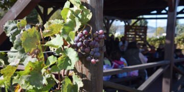 ‘Έρχεται το Φεστιβάλ Ξινόμαυρου «Αμύνταιο – Η Γη του Ξινόμαυρου»