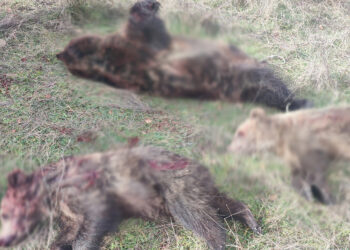 Δολοφονήθηκε μητέρα αρκούδα με τα δύο μικρά της εντός περιοχής Natura 2000, κοντά στο Επταχώρι Καστοριάς