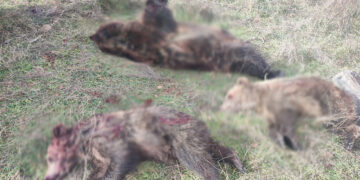 Δολοφονήθηκε μητέρα αρκούδα με τα δύο μικρά της εντός περιοχής Natura 2000, κοντά στο Επταχώρι Καστοριάς