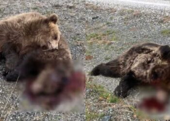 Ασυνείδητοι πυροβόλησαν και σκότωσαν δύο αρκούδες στην εθνική Ιωαννίνων - Κοζάνης