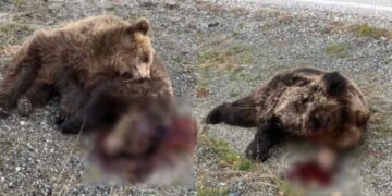 Ασυνείδητοι πυροβόλησαν και σκότωσαν δύο αρκούδες στην εθνική Ιωαννίνων - Κοζάνης