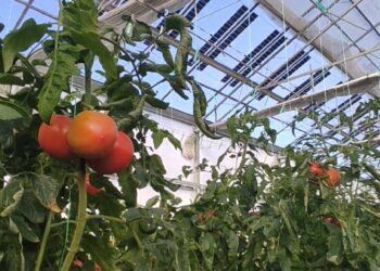 Brite Solar: Ένα θερμοκήπιο ντομάτας στο Δροσερό Πτολεμαίδας με δύο σοδειές το χρόνο