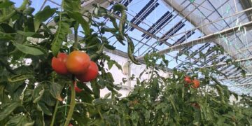 Brite Solar: Ένα θερμοκήπιο ντομάτας στο Δροσερό Πτολεμαίδας με δύο σοδειές το χρόνο