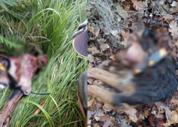 Κυνηγοί Εορδαίας: Δέκα επιθέσεις λύκων σε κυνηγόσκυλα