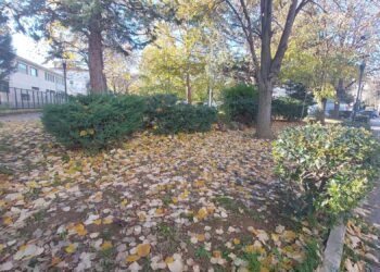 Οι τελευταίες όμορφες εικόνες που “γράφει” η φύση με τα πεσμένα φύλλα των δέντρων! (της Κούλας Πουλασιχίδου)