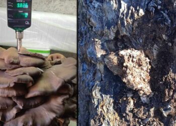 Κοζάνη: Βρήκε αποικία μανιταριών πλευρώτους σχεδόν 10 κιλών