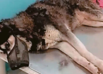 Λύνεται το μυστήριο με την κακοποίηση του Όλιβερ στην Αράχωβα - Τι θα ανακοινώσει η ΕΛΑΣ