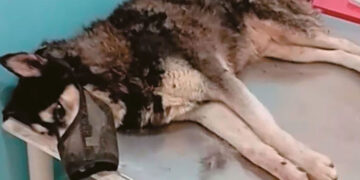 Λύνεται το μυστήριο με την κακοποίηση του Όλιβερ στην Αράχωβα - Τι θα ανακοινώσει η ΕΛΑΣ