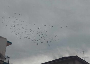 Πτολεμαΐδα: Όταν τα πουλιά κάνουν παιχνίδια στον ουρανό! (της Κούλας Πουλασιχίδου)