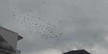 Πτολεμαΐδα: Όταν τα πουλιά κάνουν παιχνίδια στον ουρανό! (της Κούλας Πουλασιχίδου)