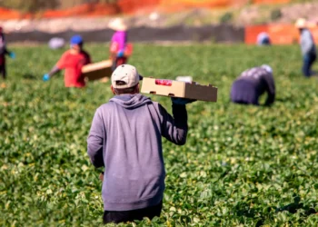 Μεταναστευτικό: Μετά την τροπολογία έρχονται συμφωνίες με Γεωργία, Μολδαβία και Ινδία για εργάτες γης
