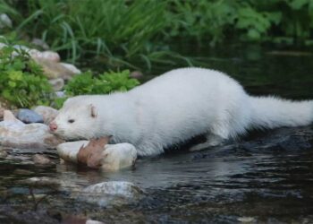 Μειώθηκε σημαντικά ο πληθυσμός των μινκ που είχαν απελευθερωθεί από φάρμες στη Δ. Μακεδονία