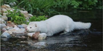 Μειώθηκε σημαντικά ο πληθυσμός των μινκ που είχαν απελευθερωθεί από φάρμες στη Δ. Μακεδονία
