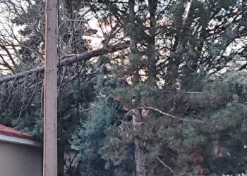 Ο δυνατός αέρας έσπασε κλαδί δέντρου στην Άρδασσα δίπλα στον παιδικό σταθμό