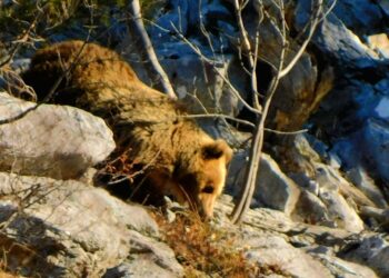 Αρκούδα που δεν έπεσε σε χειμέριο ύπνο, απολαμβάνει τον ήλιο στα ορεινά των Γρεβενών