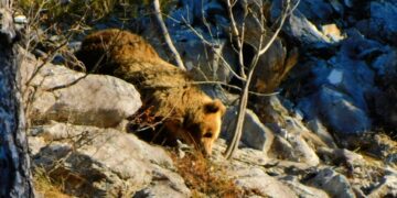 Αρκούδα που δεν έπεσε σε χειμέριο ύπνο, απολαμβάνει τον ήλιο στα ορεινά των Γρεβενών