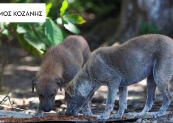 Δήμος Κοζάνης: Δωρεάν στείρωση και σήμανση για σκύλους φύλαξης ποιμνίων