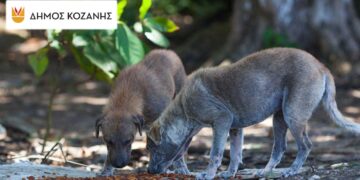 Δήμος Κοζάνης: Δωρεάν στείρωση και σήμανση για σκύλους φύλαξης ποιμνίων