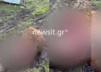 Γρεβενά: «Αντίκρισα ένα σφαγείο», αναφέρει ιδιοκτήτης πέντε αλόγων που βρήκαν μαρτυρικό θάνατο