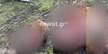 Γρεβενά: «Αντίκρισα ένα σφαγείο», αναφέρει ιδιοκτήτης πέντε αλόγων που βρήκαν μαρτυρικό θάνατο