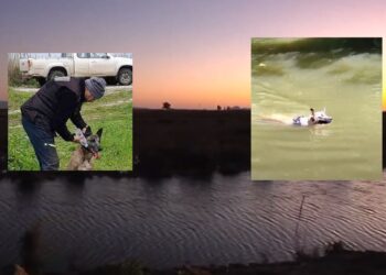 Μεσολόγγι: Πώς βρέθηκε η σορός του Μπάμπη – Ο ειδικά εκπαιδευμένος σκύλος εντοπισμού πτωμάτων