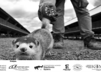 Πρόγραμμα LIFE ATIAS: Στο προσκήνιο ο πληθυσμός των μινκ στην περιοχή