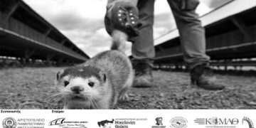 Πρόγραμμα LIFE ATIAS: Στο προσκήνιο ο πληθυσμός των μινκ στην περιοχή