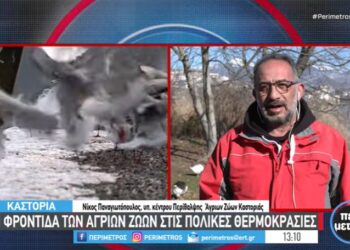 Καστοριά: Σε ετοιμότητα το Κέντρο Περίθαλψης στην περίπτωση που παγώσει η λίμνη- VIDEO