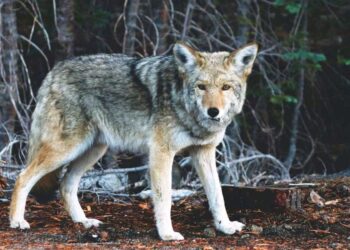 Πρωτοφανές: Λύκος "κόβει βόλτες" μέσα σε δρόμους στην Πτολεμαΐδα - Βίντεο