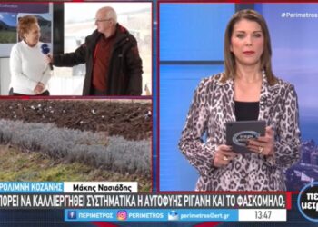 Μπορεί να καλλιεργηθεί συστηματικά η αυτοφυής ρίγανη και το φασκόμηλο – Τι λέει η γεωπόνος Μ. Ανδρονικίδου