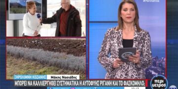 Μπορεί να καλλιεργηθεί συστηματικά η αυτοφυής ρίγανη και το φασκόμηλο – Τι λέει η γεωπόνος Μ. Ανδρονικίδου